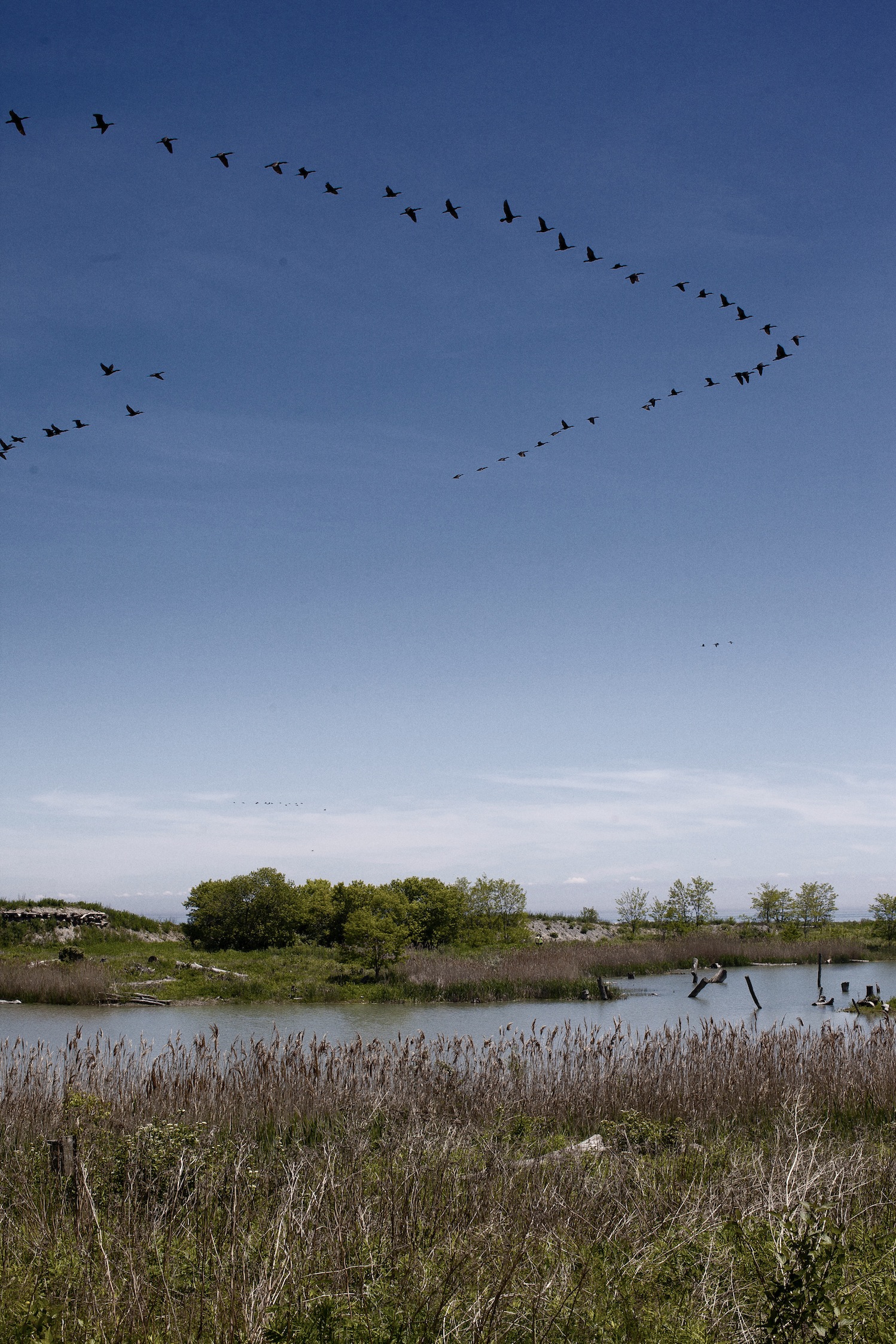 time and geese flying by
